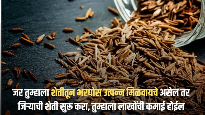 Cumin Farming Business Profit