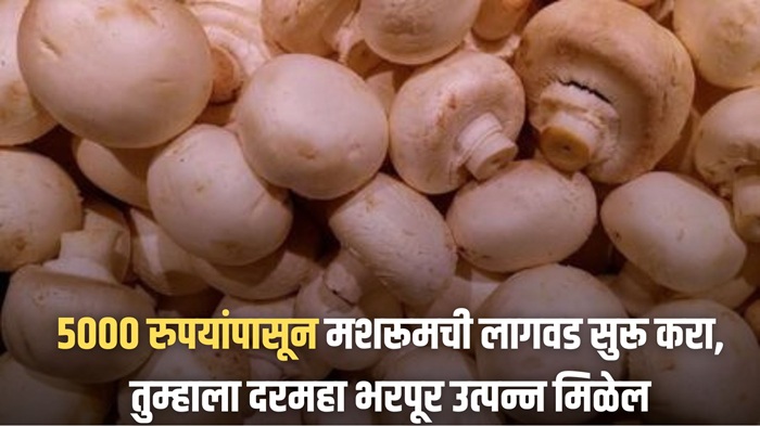 Mushroom Farming Business