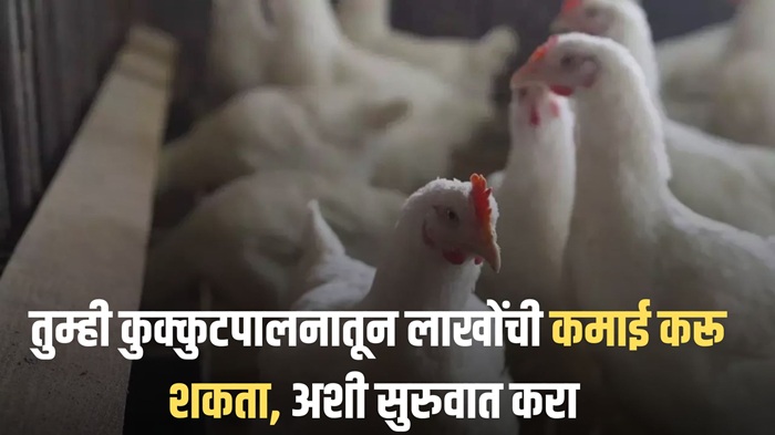 Hen Farming Business Plan