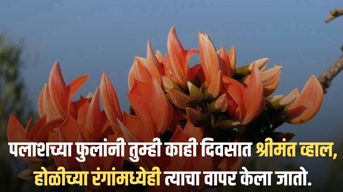 Palash Flower Cultivation