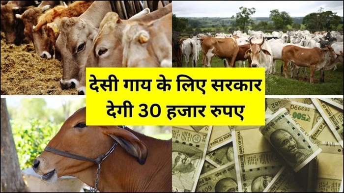 Animal Food Farming 2025